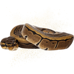 A good example of how beautiful ball pythons are. This is a brown ball python in a relaxed, balled up position