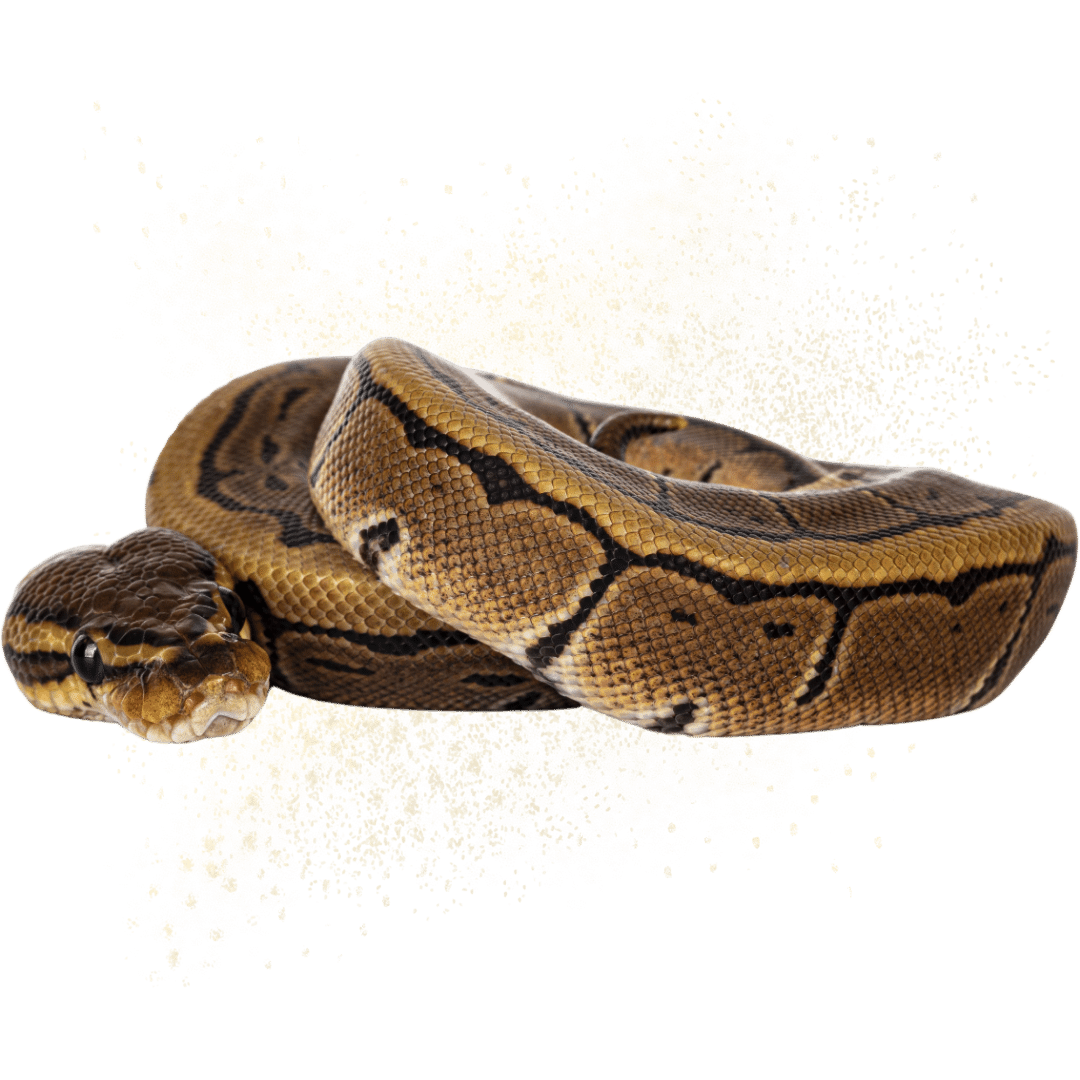 Taking Care of Ball Pythons as Pets? Here’s What You Need to Know ...