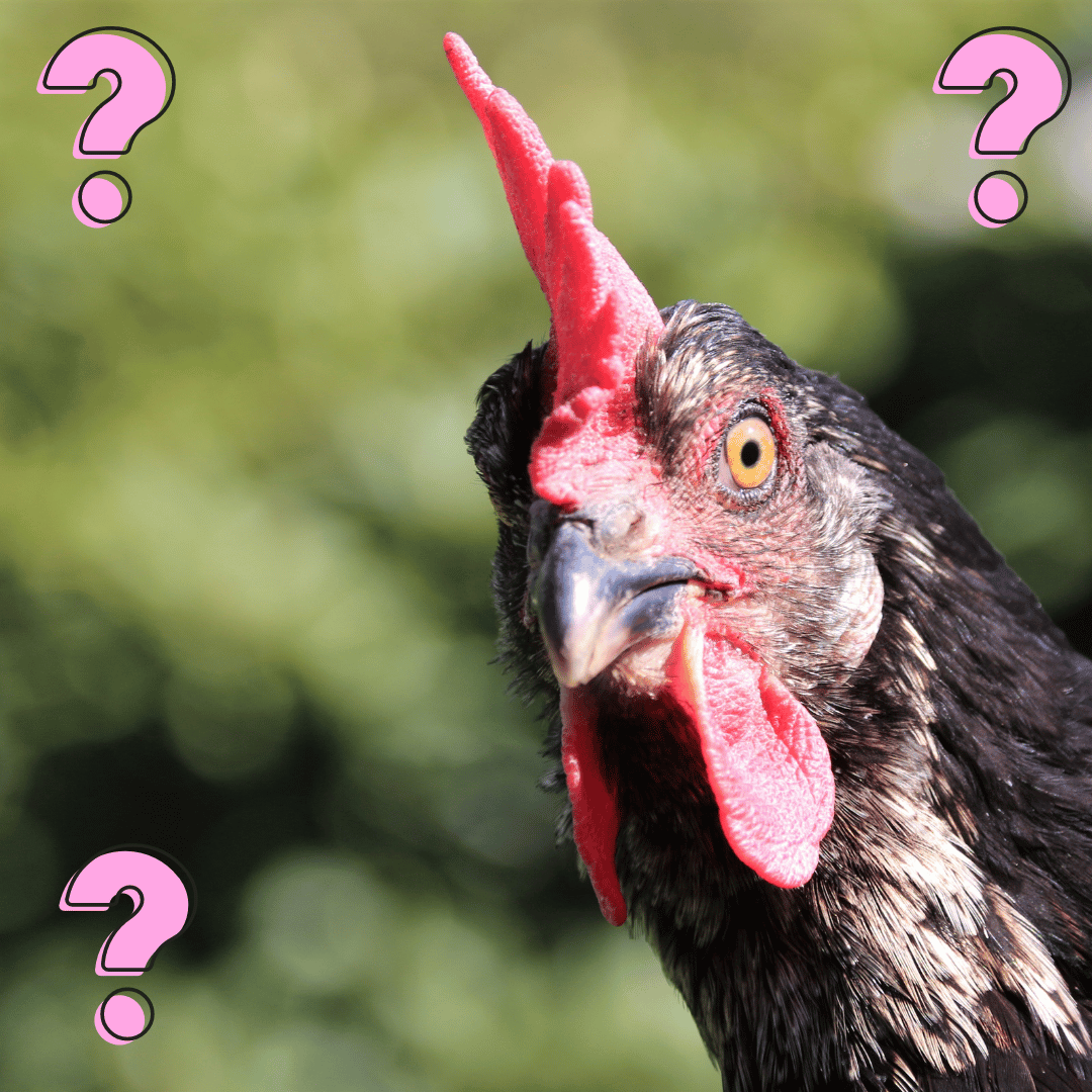 picture of an australorp wondering if its good to have chickens as pets