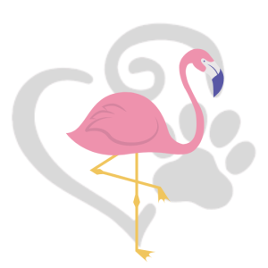 A picture of a pink flamingo although flamingos are naturally white