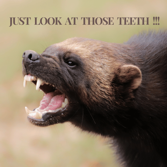 A closer look at the teeth your wolverine as a pet possesses