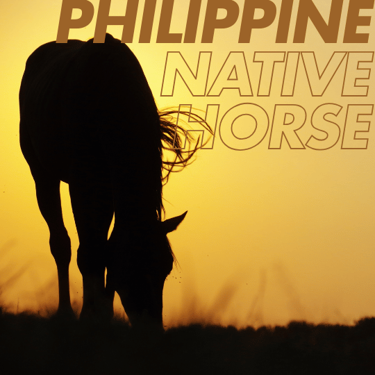 philippine native horse featured image