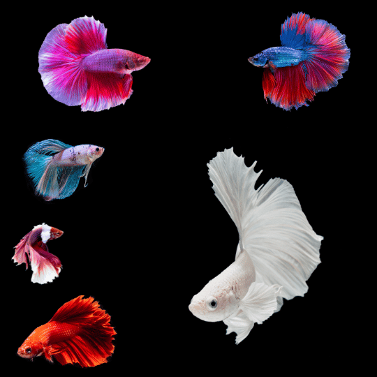 a collection of betta fish and their many color variations